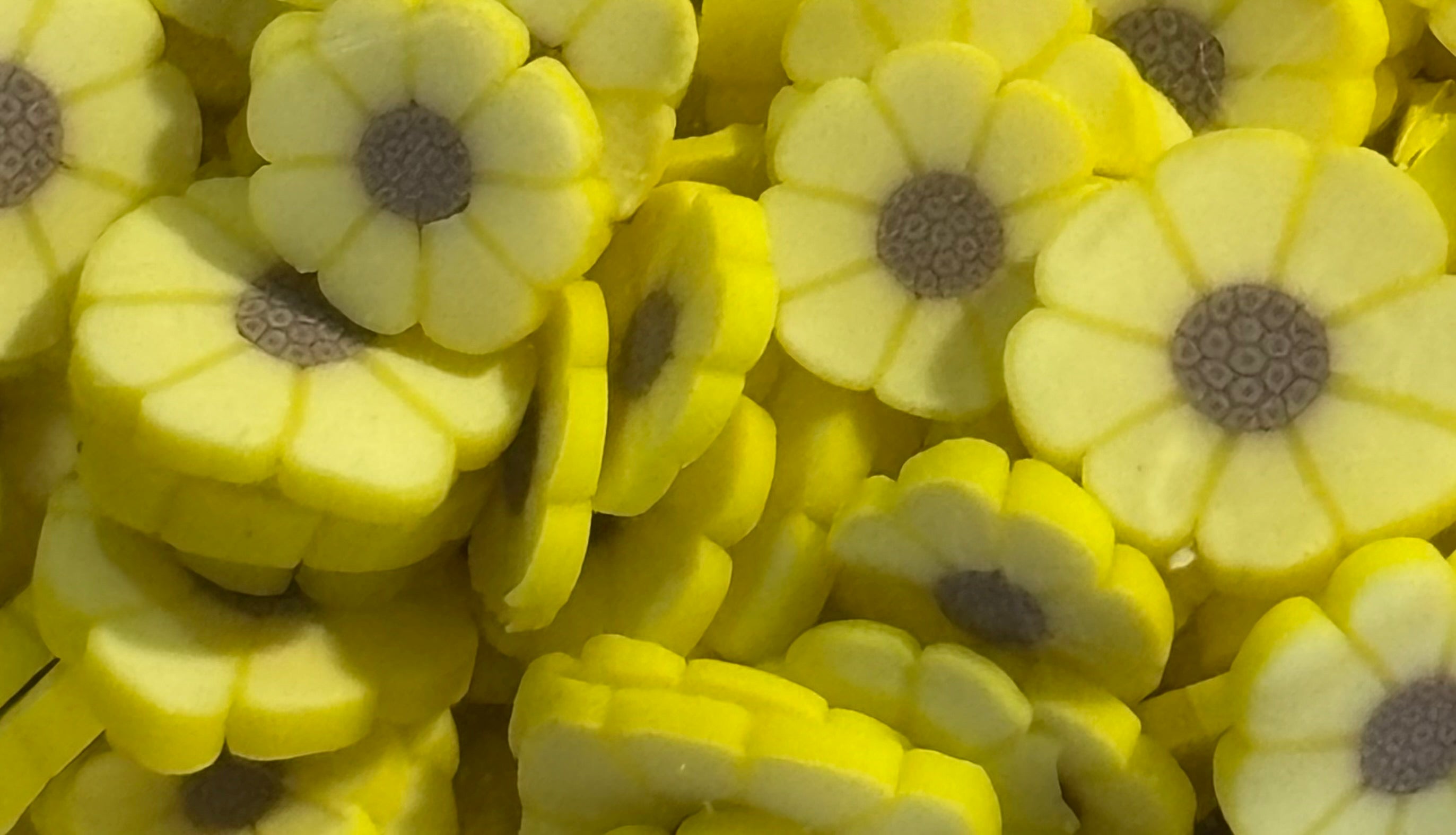 Sun Flowers