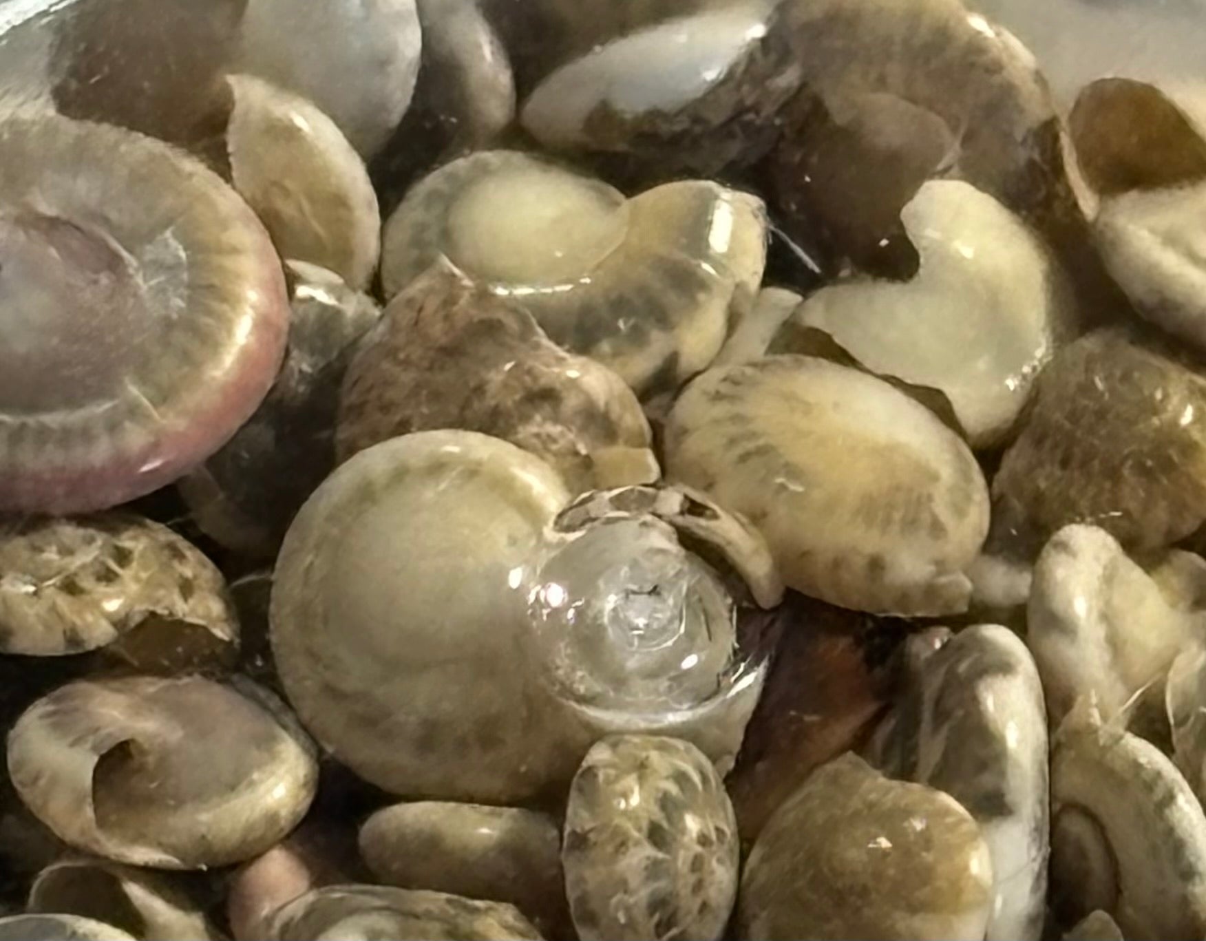 Real Sea Shells